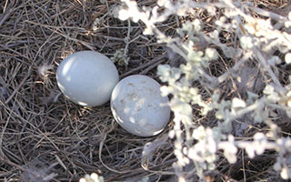 Egg-sploring these 4 threatened birds and their nesting habits