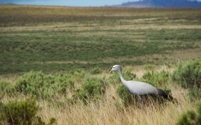 Concern for Blue Cranes as numbers fall