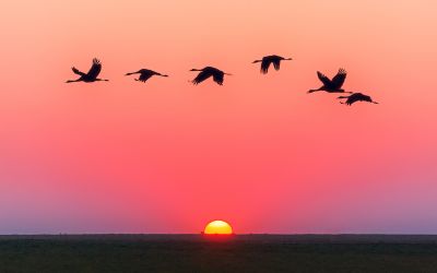 Blue Cranes uplisted to Vulnerable: A wake-up call for the Overberg